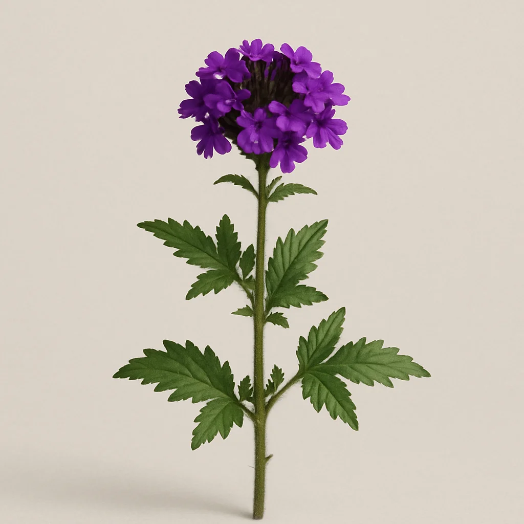 Verbena